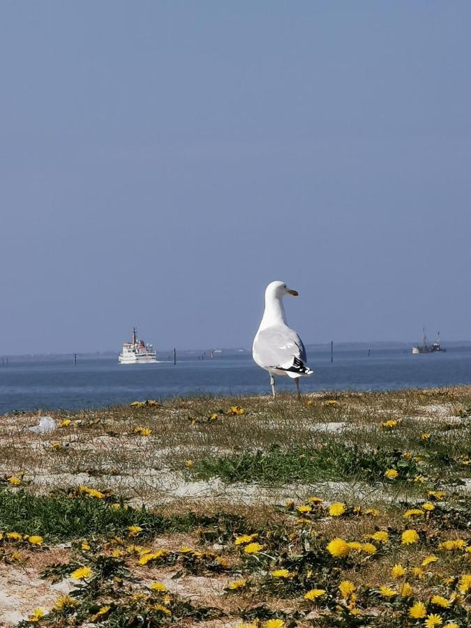 Kleinaberfein An Der Nordseekueste Schweindorf Bagian luar foto